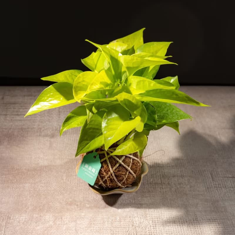 陽光黃金葛苔球 苔球植物 苔玉 室內植物 辦公室植物 交換禮物