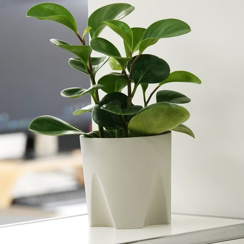 水泥教堂 | 免移盆水泥盆器