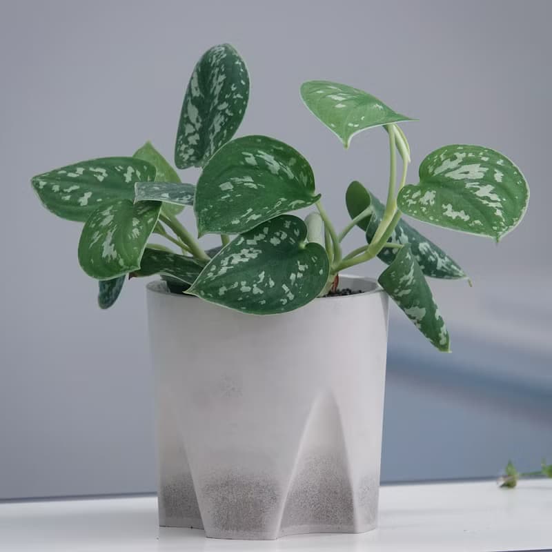 水泥教堂 | 免移盆水泥盆器