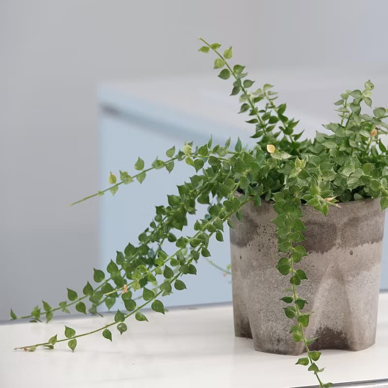 水泥教堂 | 免移盆水泥盆器