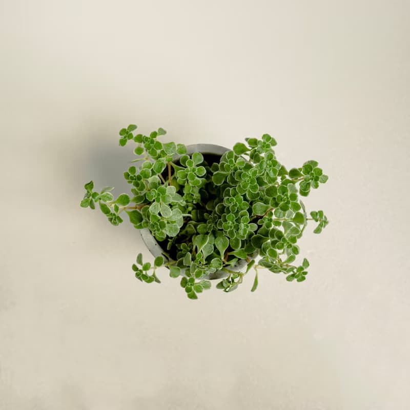 斑葉嬰兒景天│泥作系列│福所栽