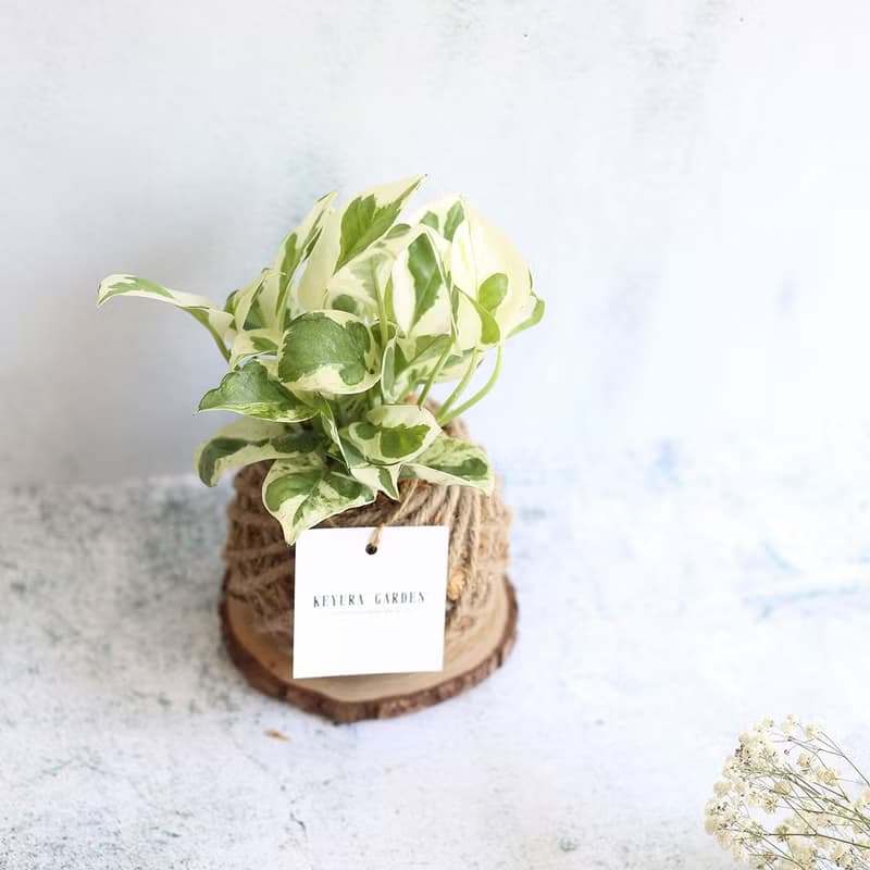 PD18白金葛小苔球/環境綠化/交換禮物/聖誕禮物/室內植物