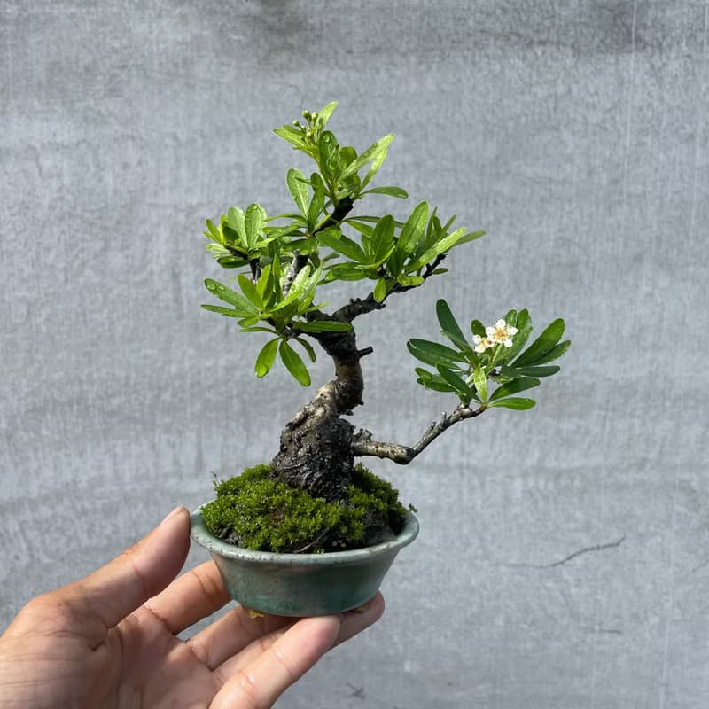 小品盆栽-紅果狀元紅 結果 盆景 送禮