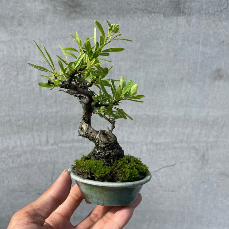 小品盆栽-紅果狀元紅 結果 盆景 送禮