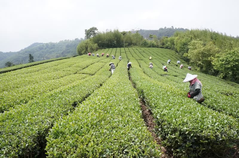 【中秋茶禮盒】特級阿里山烏龍 阿里山金萱 150g 2入 企業贈禮