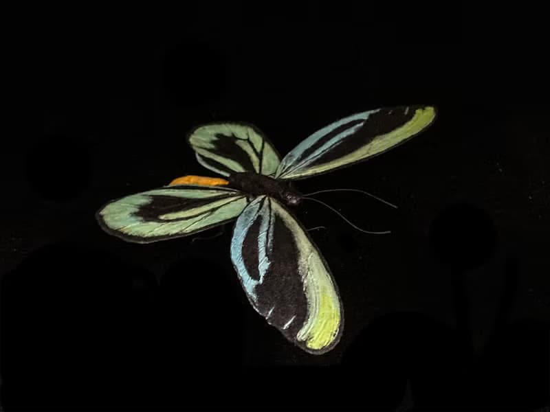 亞歷山大鳥翼鳳蝶14.5cm | 仿真標本 | 蝴蝶標本 | 昆蟲模型