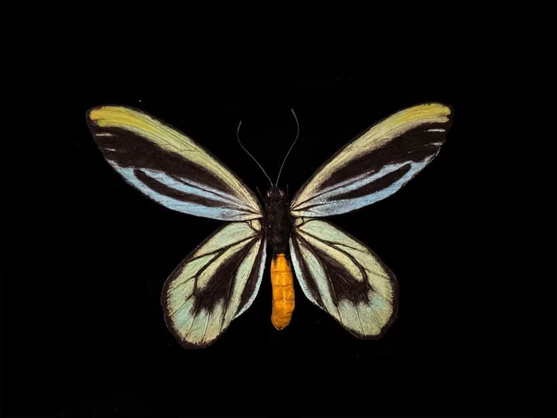 亞歷山大鳥翼鳳蝶14.5cm | 仿真標本 | 蝴蝶標本 | 昆蟲模型