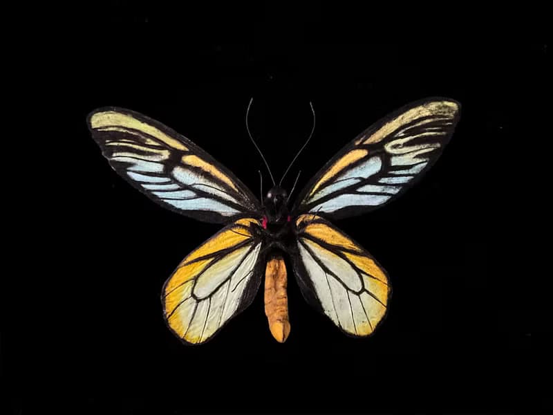 亞歷山大鳥翼鳳蝶14.5cm | 仿真標本 | 蝴蝶標本 | 昆蟲模型