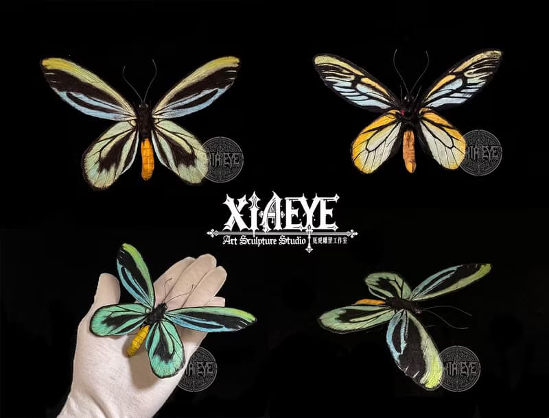 亞歷山大鳥翼鳳蝶14.5cm | 仿真標本 | 蝴蝶標本 | 昆蟲模型