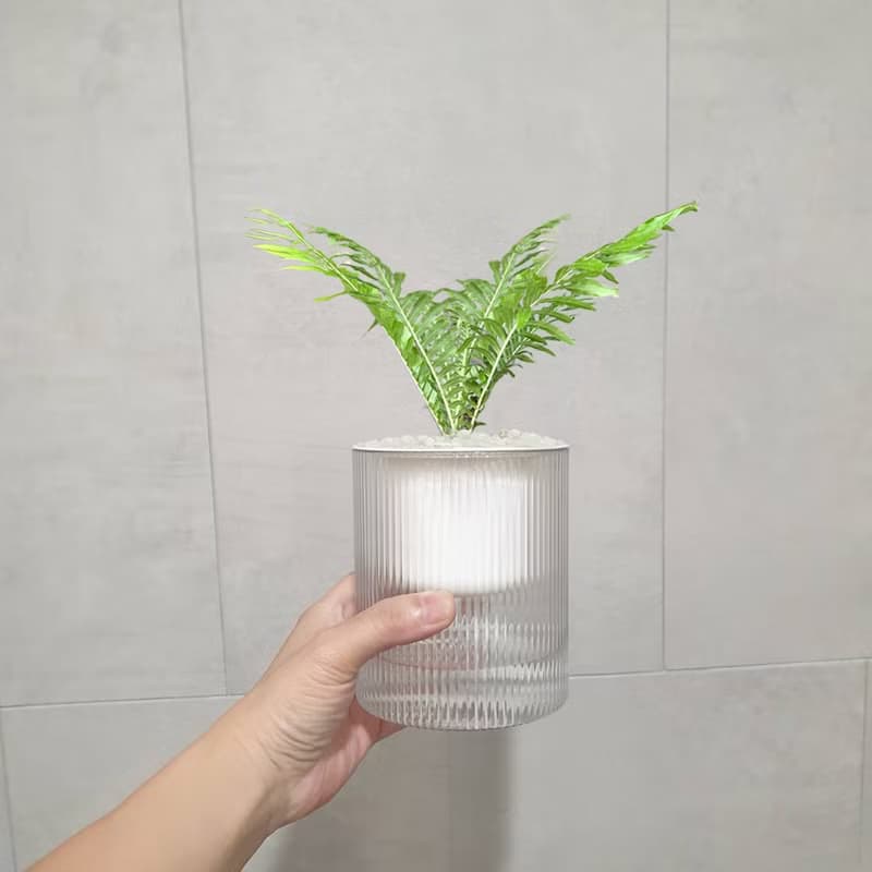 植栽 室內盆栽 美人蕨 植物 盆栽