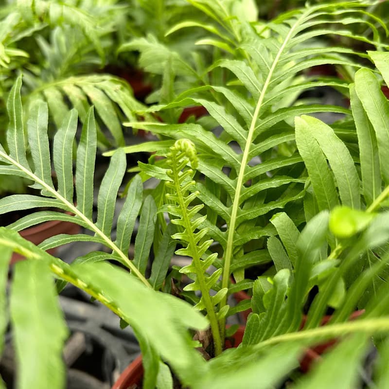 植栽 室內盆栽 美人蕨 植物 盆栽