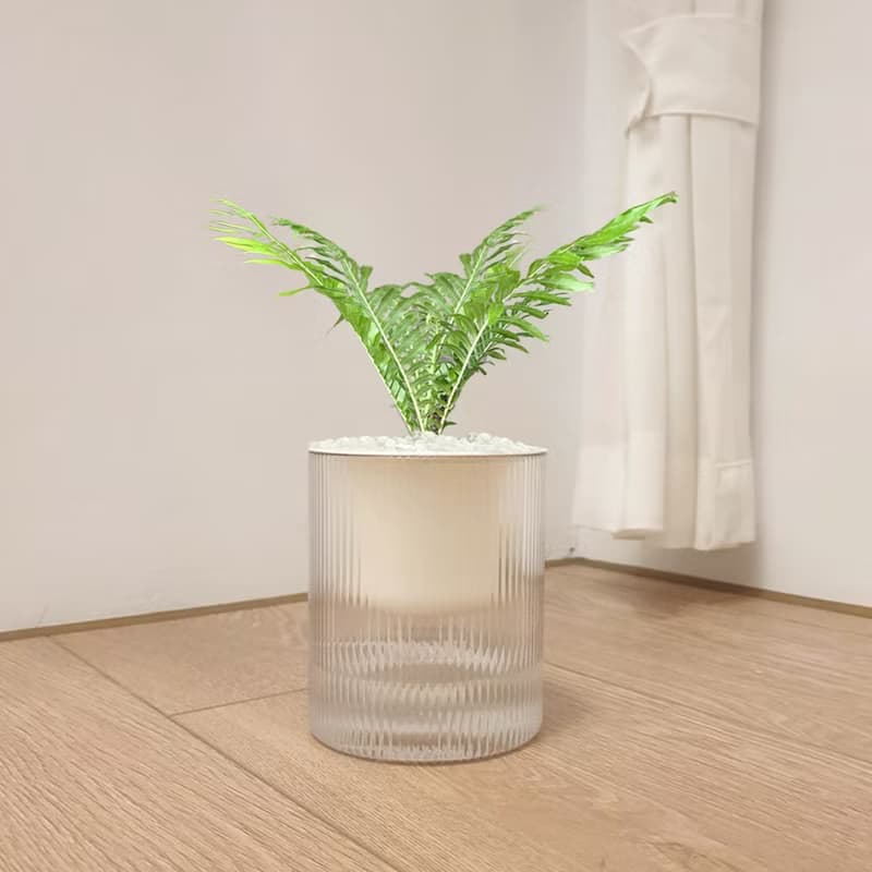 植栽 室內盆栽 美人蕨 植物 盆栽