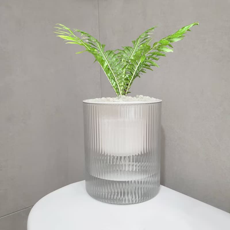 植栽 室內盆栽 美人蕨 植物 盆栽