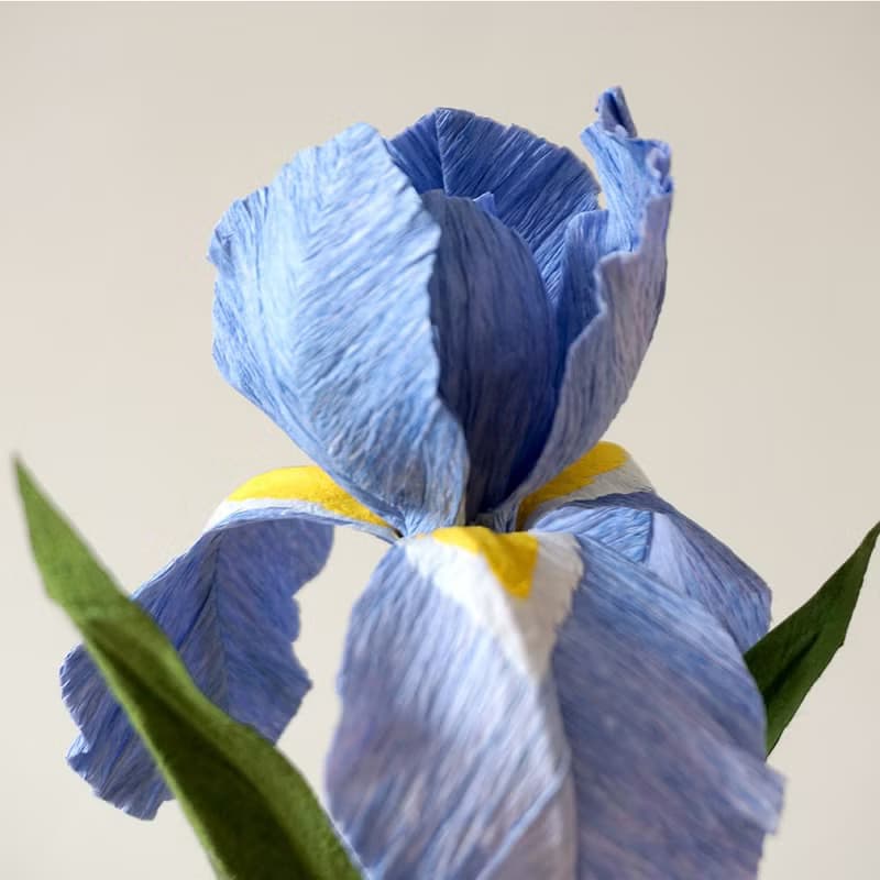 擴香花-鳶尾花Iris