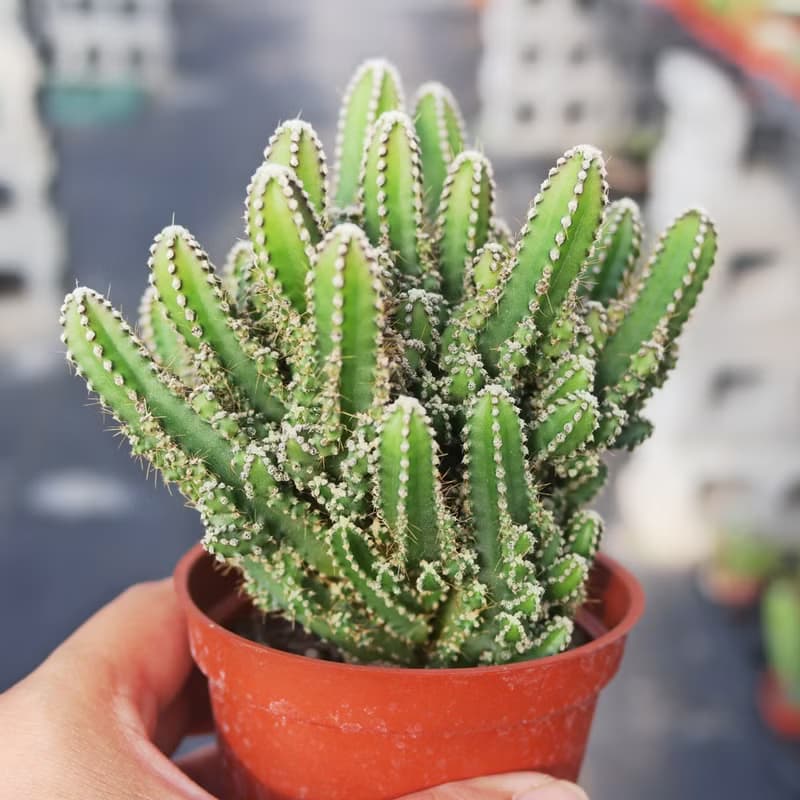 【荳荳多肉】【神仙堡】喬遷│送禮│升遷│多肉植物