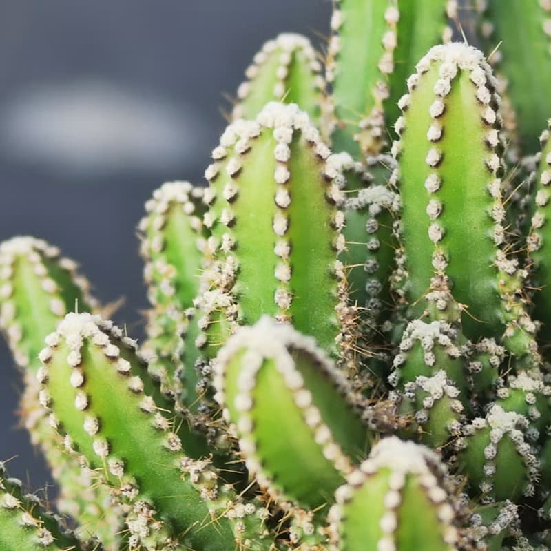 【荳荳多肉】【神仙堡】喬遷│送禮│升遷│多肉植物