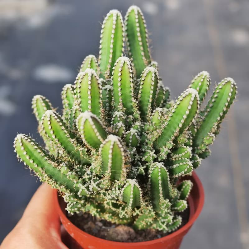 【荳荳多肉】【神仙堡】喬遷│送禮│升遷│多肉植物