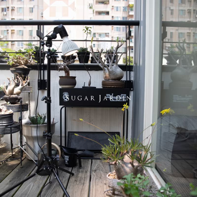 Alyna植物燈禮盒組/全光譜植物生長燈/植物燈泡