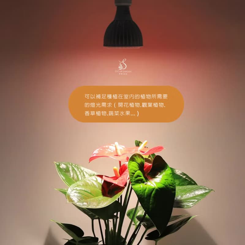 Alyna植物燈禮盒組/全光譜植物生長燈/植物燈泡