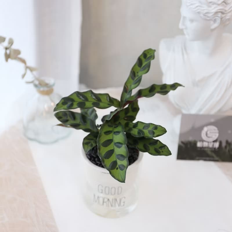 PD170箭羽竹芋吸水盆栽