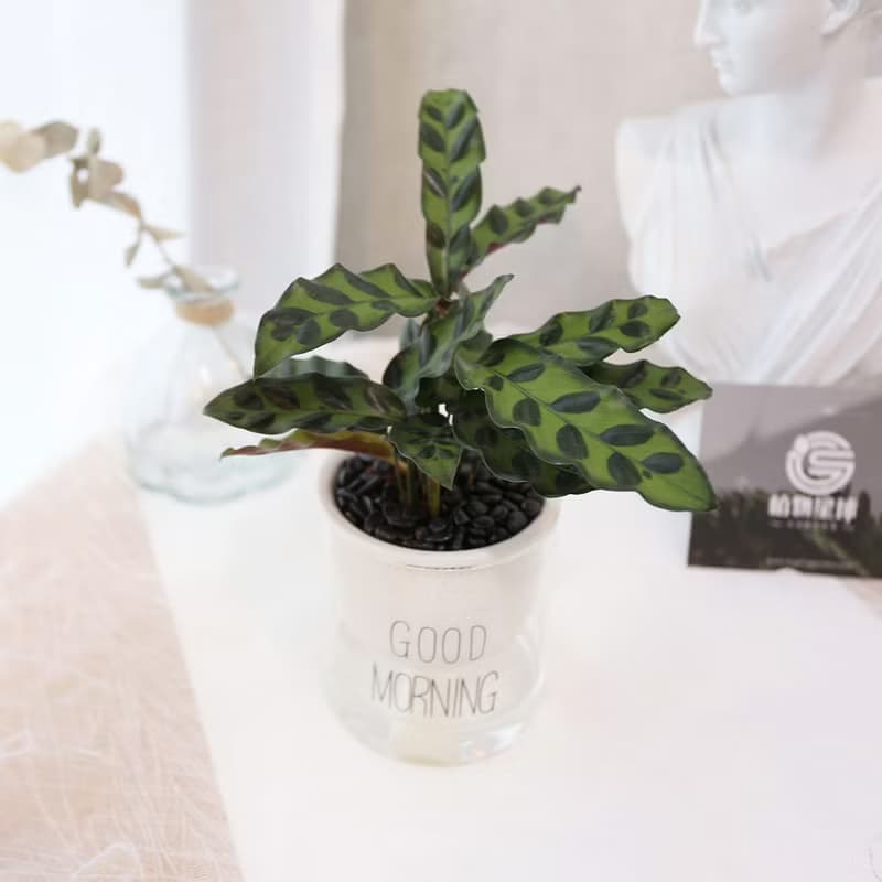 PD170箭羽竹芋吸水盆栽