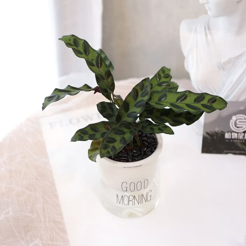 PD170箭羽竹芋吸水盆栽