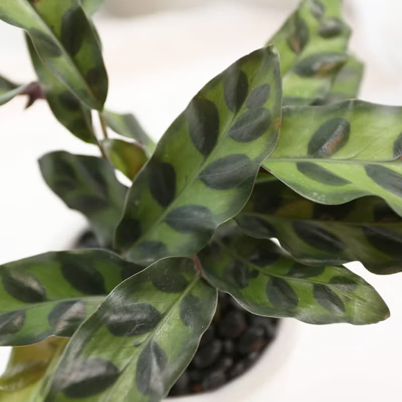 PD170箭羽竹芋吸水盆栽