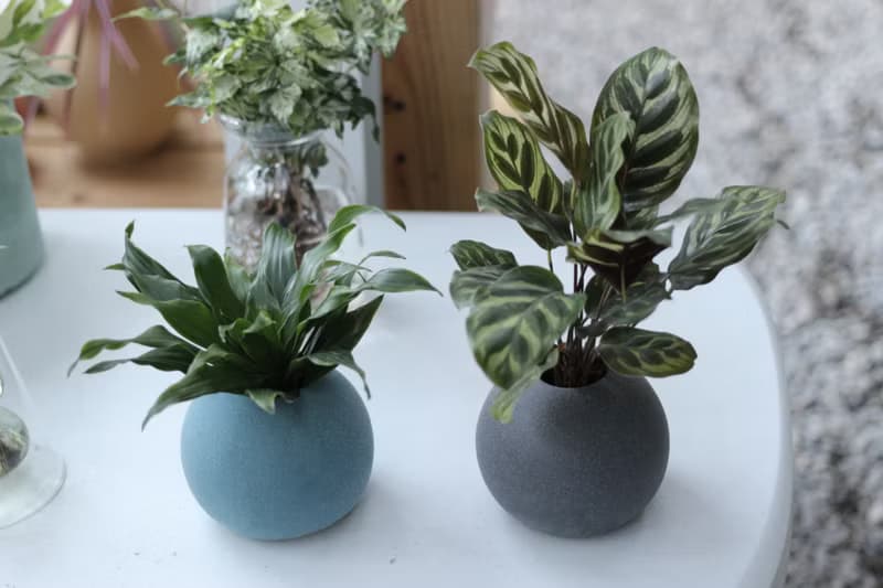 水培植栽│孔雀竹芋_室內植物 辦公室盆栽 店內布置 送禮