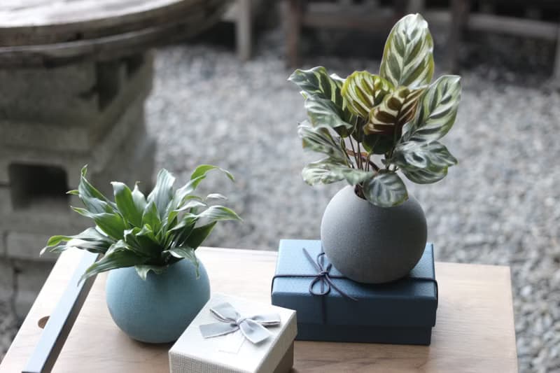 水培植栽│孔雀竹芋_室內植物 辦公室盆栽 店內布置 送禮