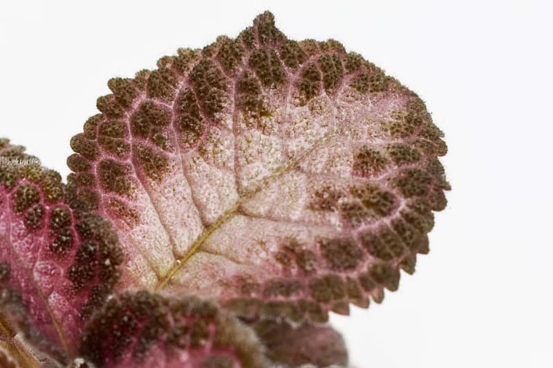 喜蔭花'巧克力士兵' 丨室內植栽丨辦公室植栽丨療癒小物丨送禮丨