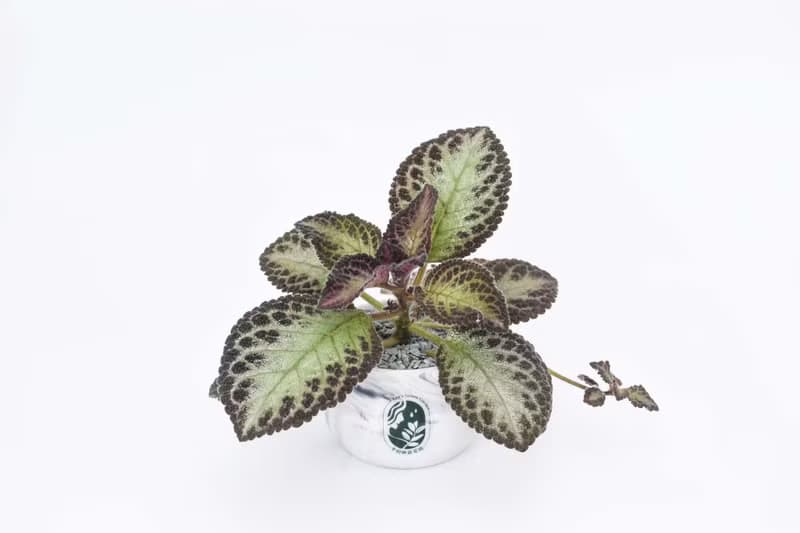 喜蔭花'巧克力士兵' 丨室內植栽丨辦公室植栽丨療癒小物丨送禮丨