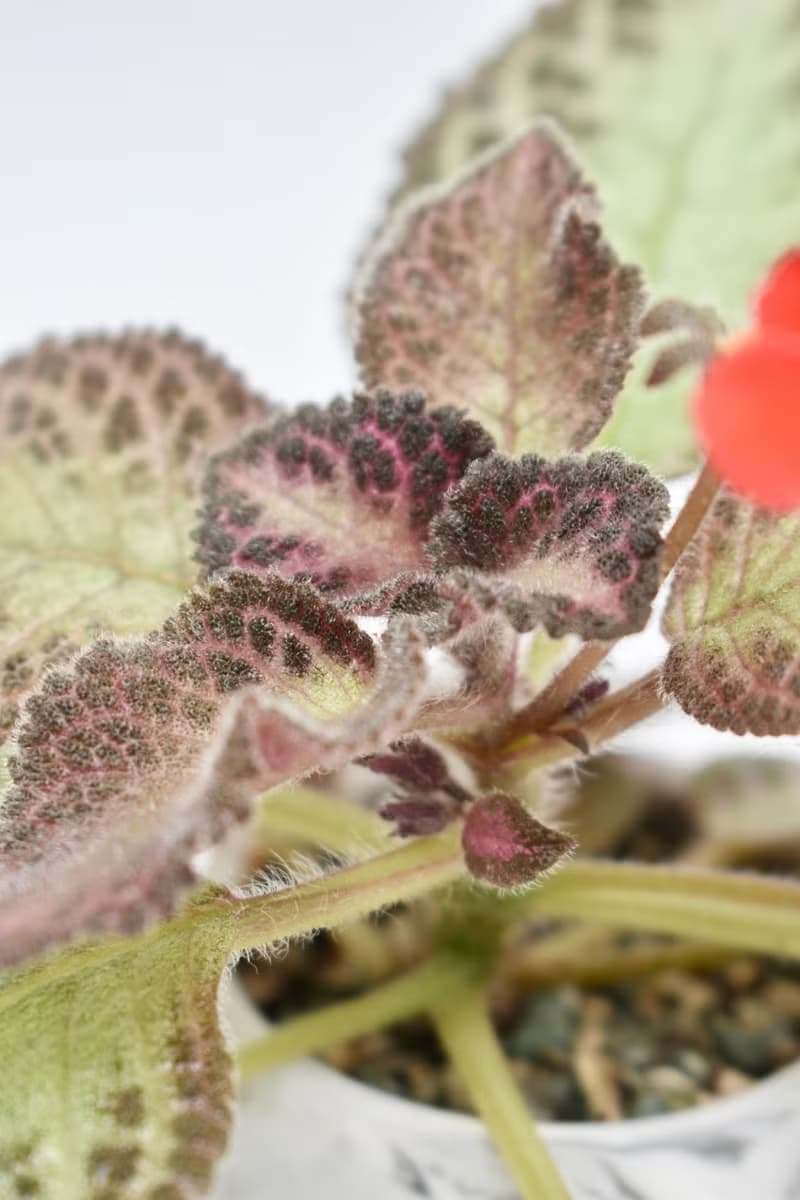 喜蔭花'巧克力士兵' 丨室內植栽丨辦公室植栽丨療癒小物丨送禮丨