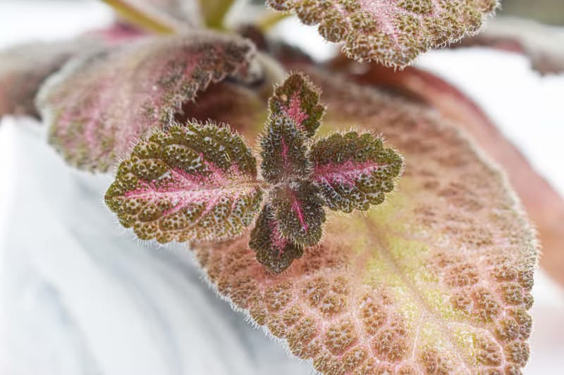 喜蔭花'巧克力士兵' 丨室內植栽丨辦公室植栽丨療癒小物丨送禮丨