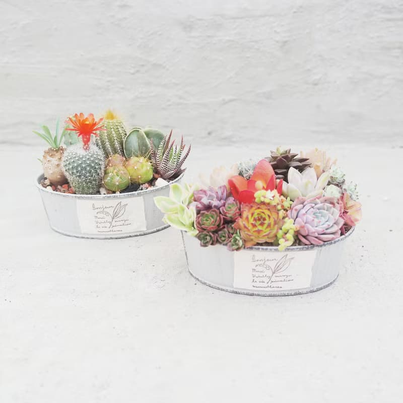 【荳荳多肉】【橢圓鐵器組合】喬遷│送禮│升遷│多肉植物