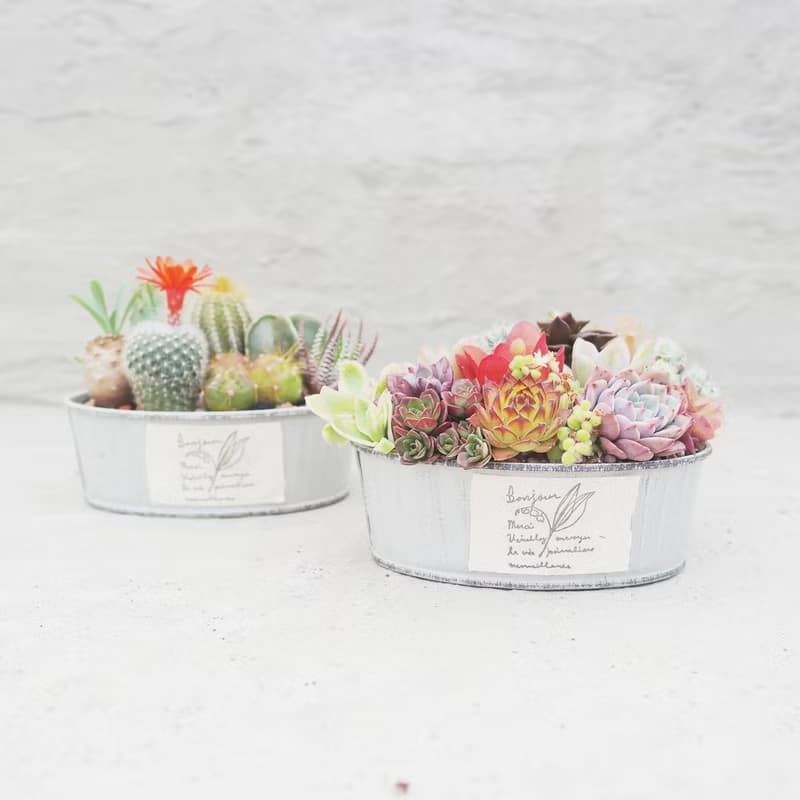 【荳荳多肉】【橢圓鐵器組合】喬遷│送禮│升遷│多肉植物