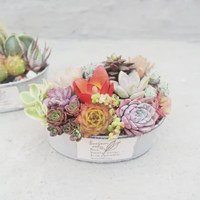 【荳荳多肉】【橢圓鐵器組合】喬遷│送禮│升遷│多肉植物