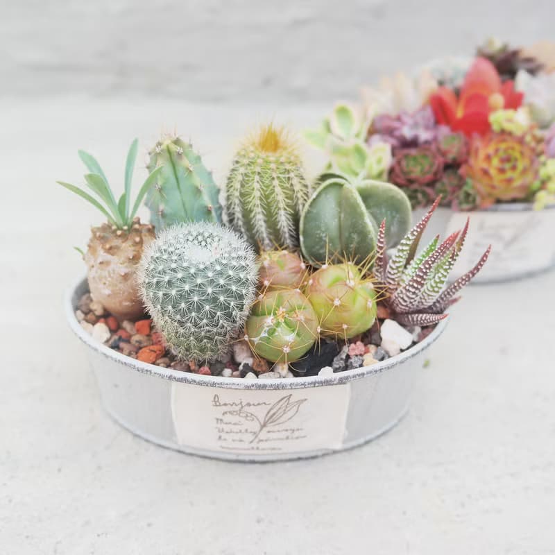 【荳荳多肉】【橢圓鐵器組合】喬遷│送禮│升遷│多肉植物