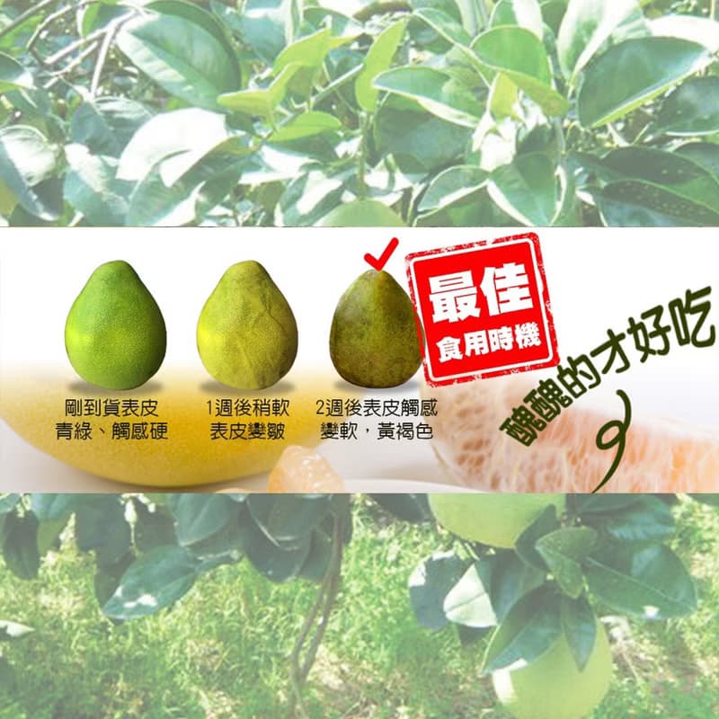 【愛不囉嗦】鶴岡文旦禮盒