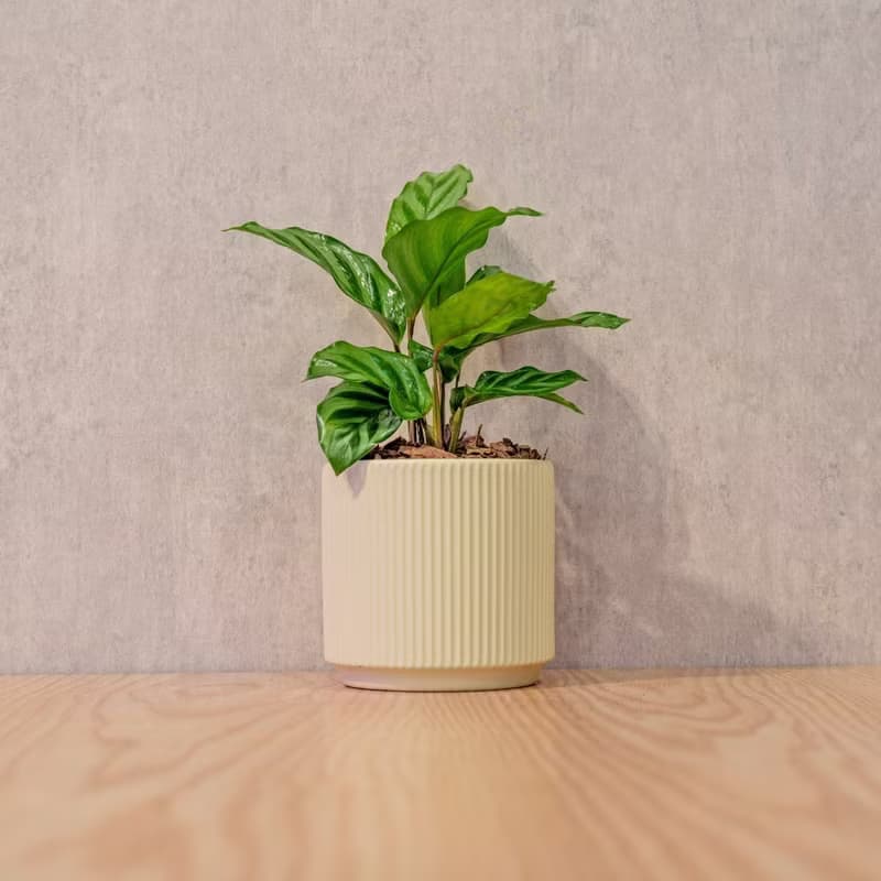 翠葉竹芋 莫蘭迪色系直紋陶盆 室內植物 觀葉植物 禮物 盆栽 交換