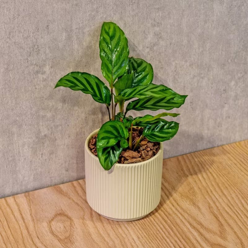 翠葉竹芋 莫蘭迪色系直紋陶盆 室內植物 觀葉植物 禮物 盆栽 交換
