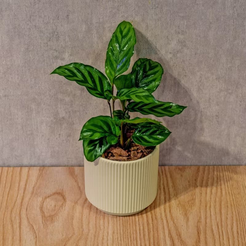 翠葉竹芋 莫蘭迪色系直紋陶盆 室內植物 觀葉植物 禮物 盆栽 交換