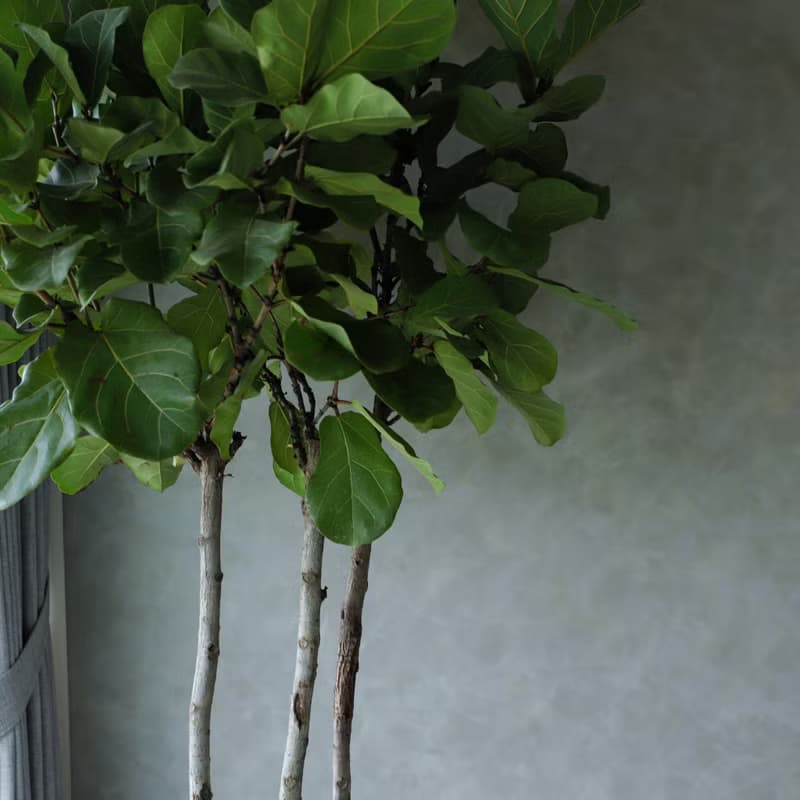 【室內盆栽】琴葉榕盆栽 觀葉植物 開幕盆栽 盆栽 開幕送禮