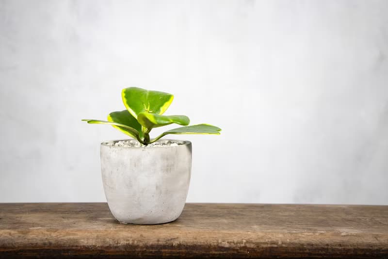 【室內盆栽】斑葉球蘭盆栽 觀葉植物 綠化 盆栽 植栽