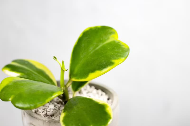【室內盆栽】斑葉球蘭盆栽 觀葉植物 綠化 盆栽 植栽