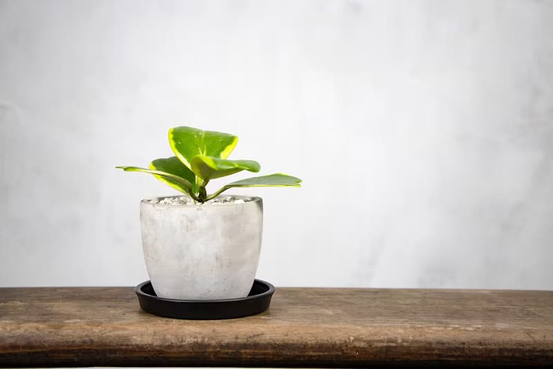 【室內盆栽】斑葉球蘭盆栽 觀葉植物 綠化 盆栽 植栽