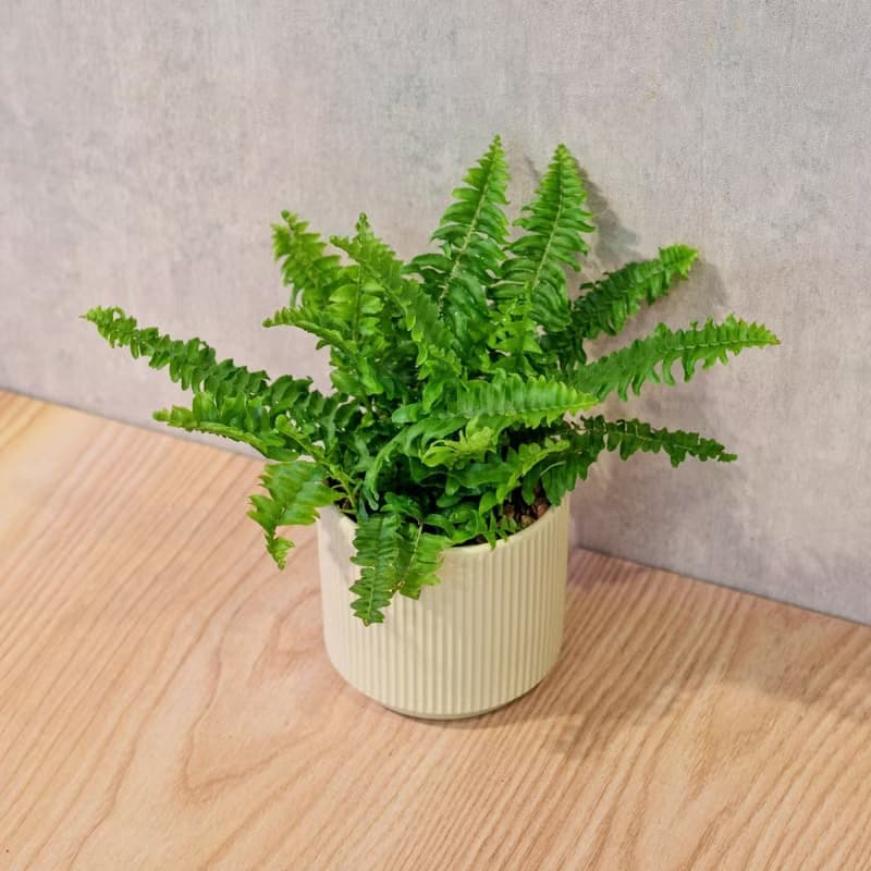 波士頓蕨 莫蘭迪色系直紋陶盆 室內植物 觀葉植物 禮物 盆栽