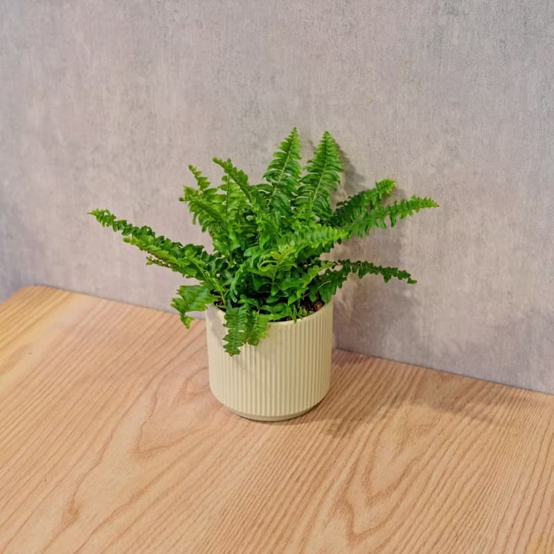 波士頓蕨 莫蘭迪色系直紋陶盆 室內植物 觀葉植物 禮物 盆栽