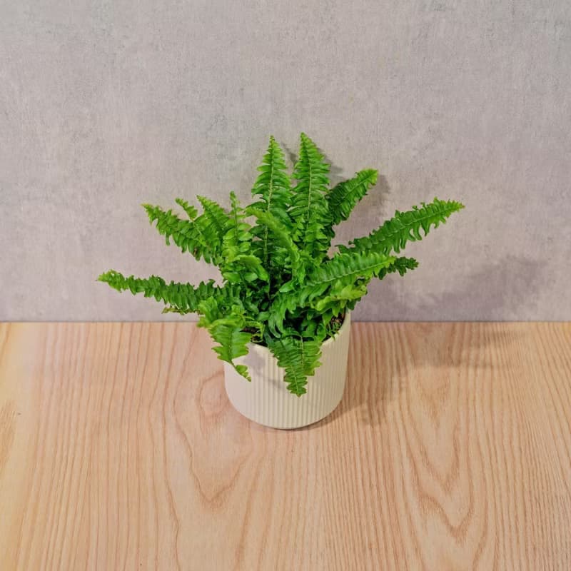 波士頓蕨 莫蘭迪色系直紋陶盆 室內植物 觀葉植物 禮物 盆栽