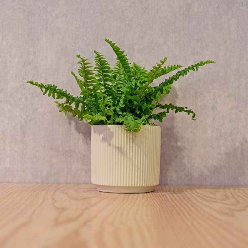 波士頓蕨 莫蘭迪色系直紋陶盆 室內植物 觀葉植物 禮物 盆栽