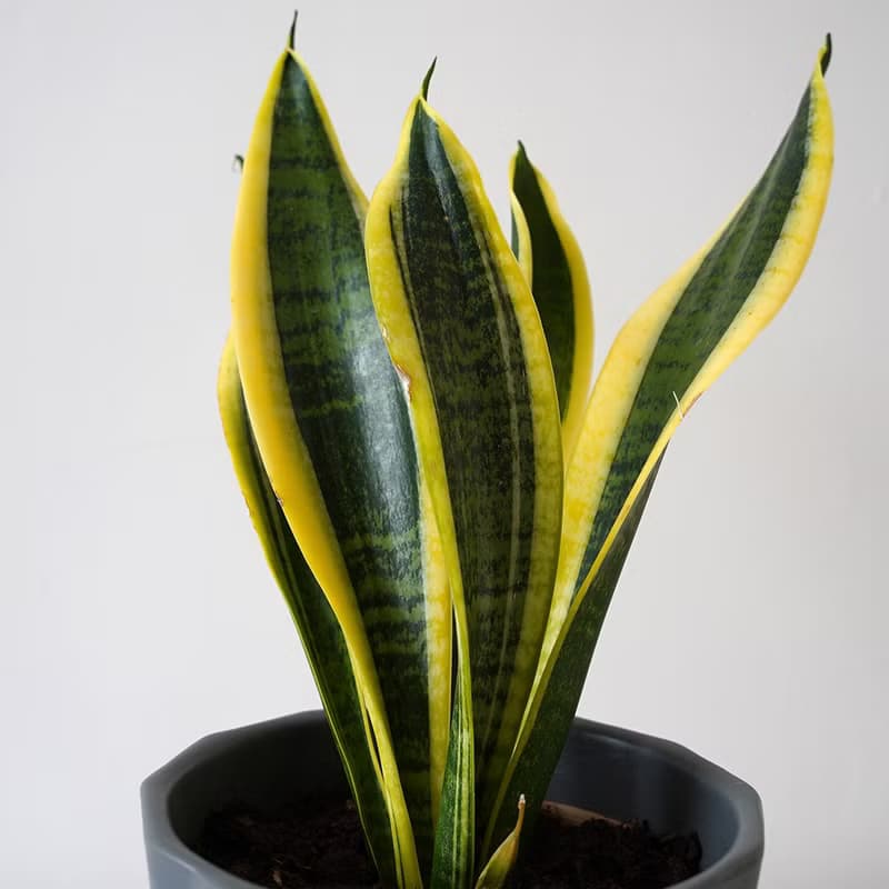 【竒植花物】虎尾蘭 陶瓷盆栽 室內觀賞植物 綠化盆栽植栽